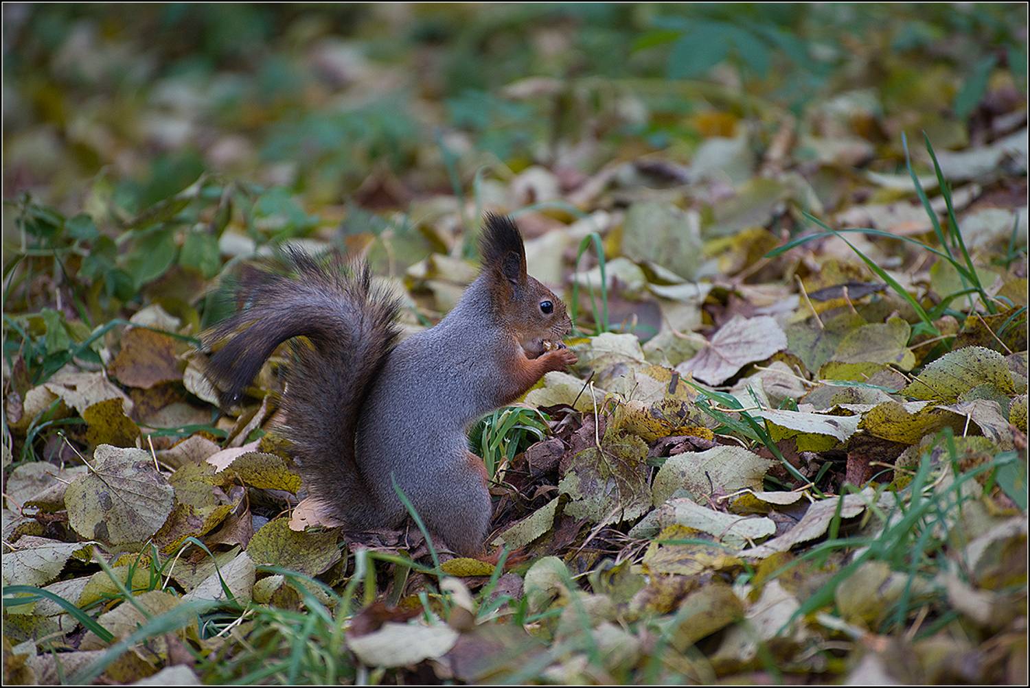 москва, осень, парк, АНАТОЛИЙ ДОВЫДЕНКО