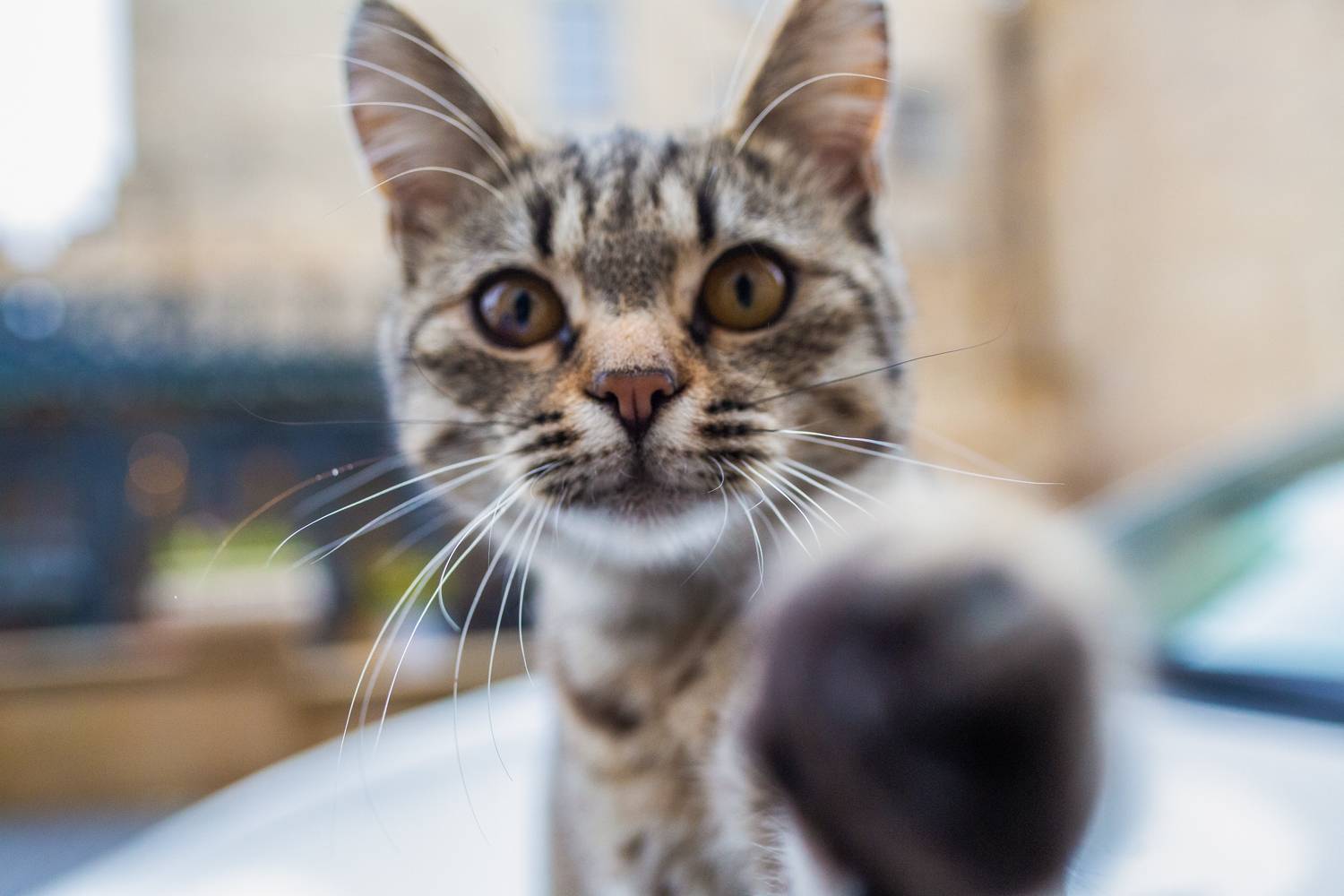 , Денис Свечников