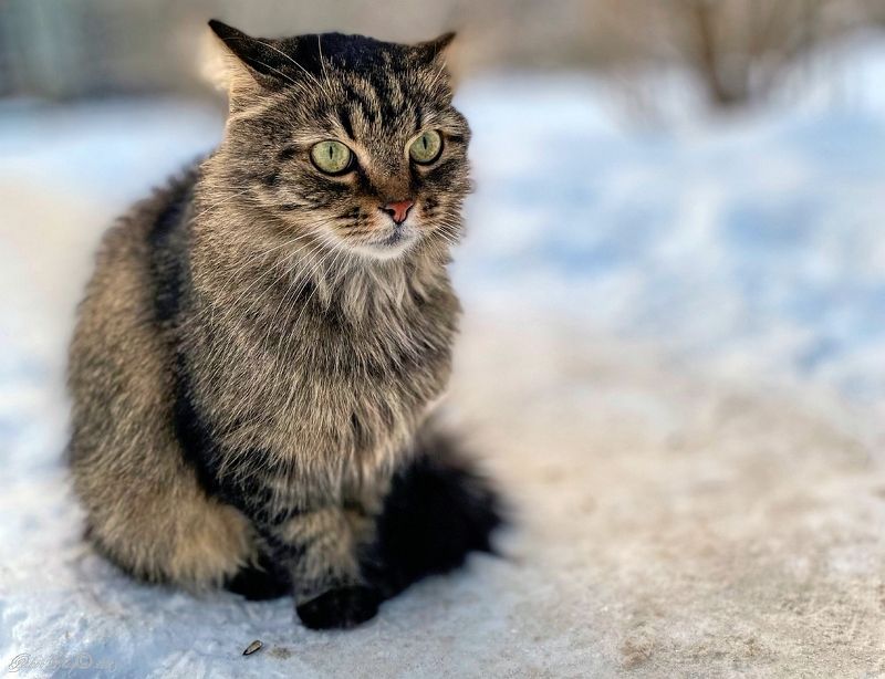 *** фото превью