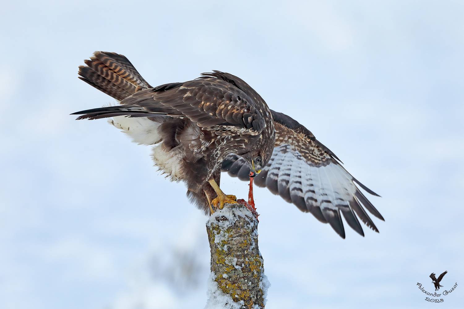 канюк, Гусар Александр