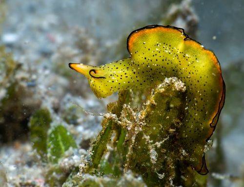 Sea slug