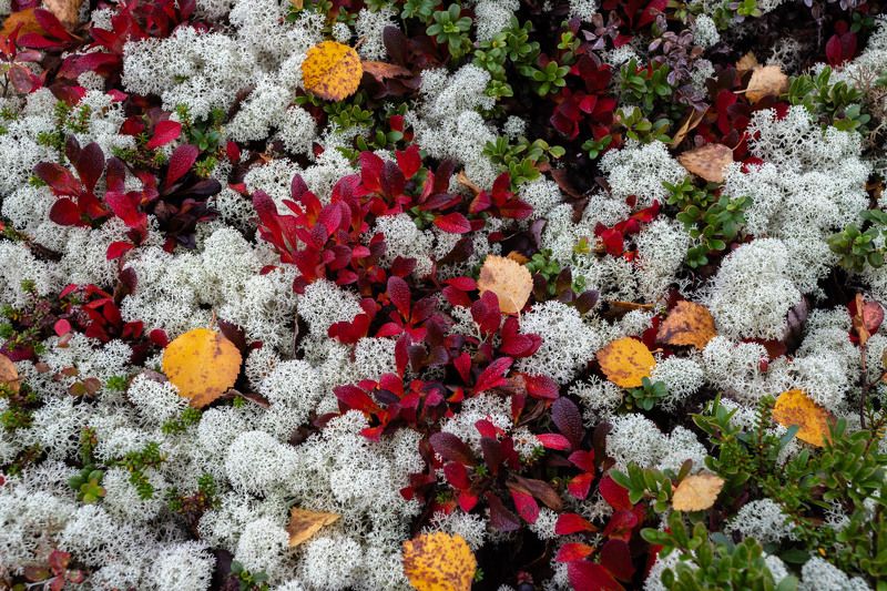 осень в Хибинах фото превью