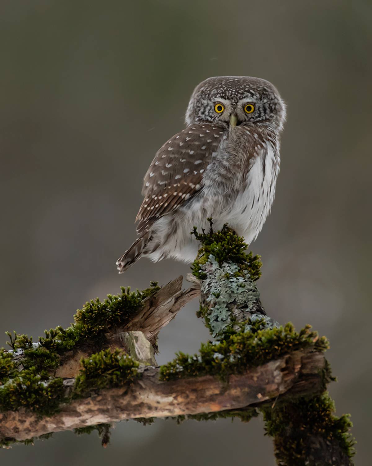 , Валерий Субачев