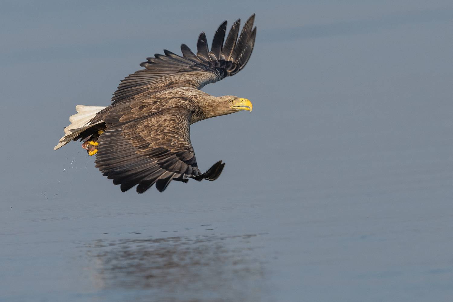 Bielik, ptak, ptak drapiezny, Haliaeetus albicilla, bird of prey, Robert Szmytkowski