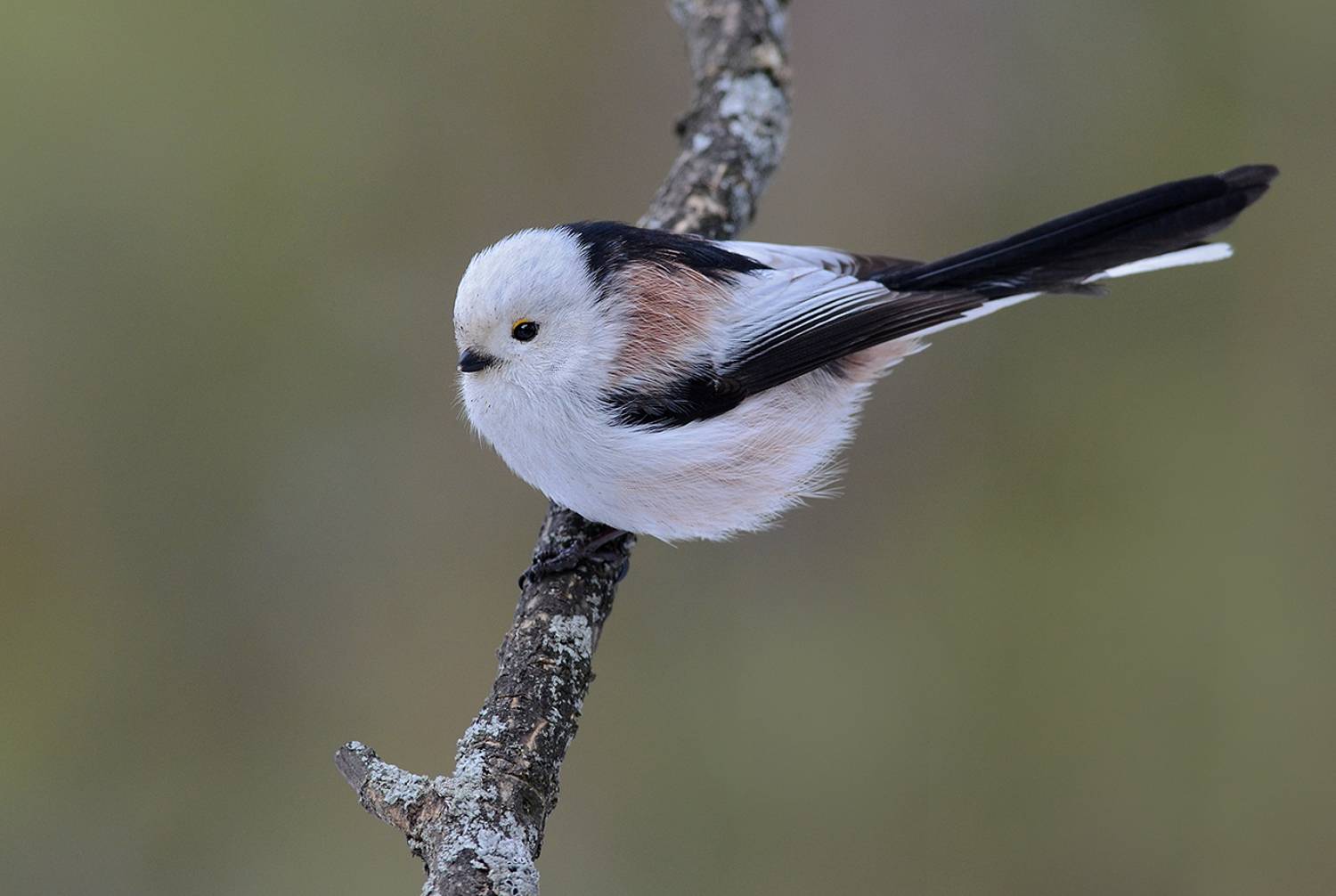 ополовник,длиннохвостая синица, Иван