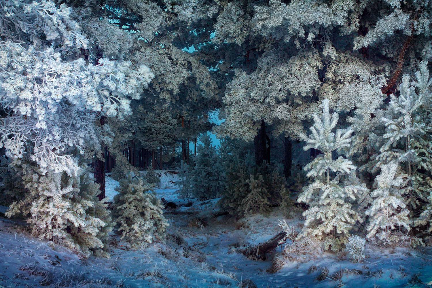 , Алёна Сурнина