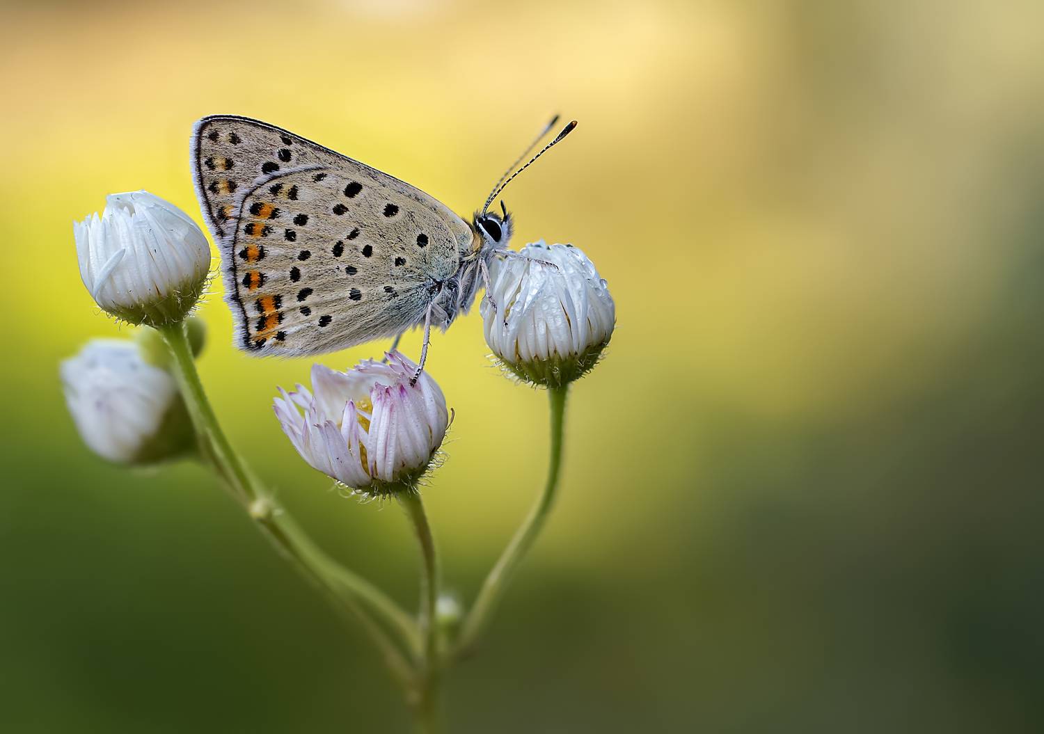 Бабочка, Чепленко Алексей