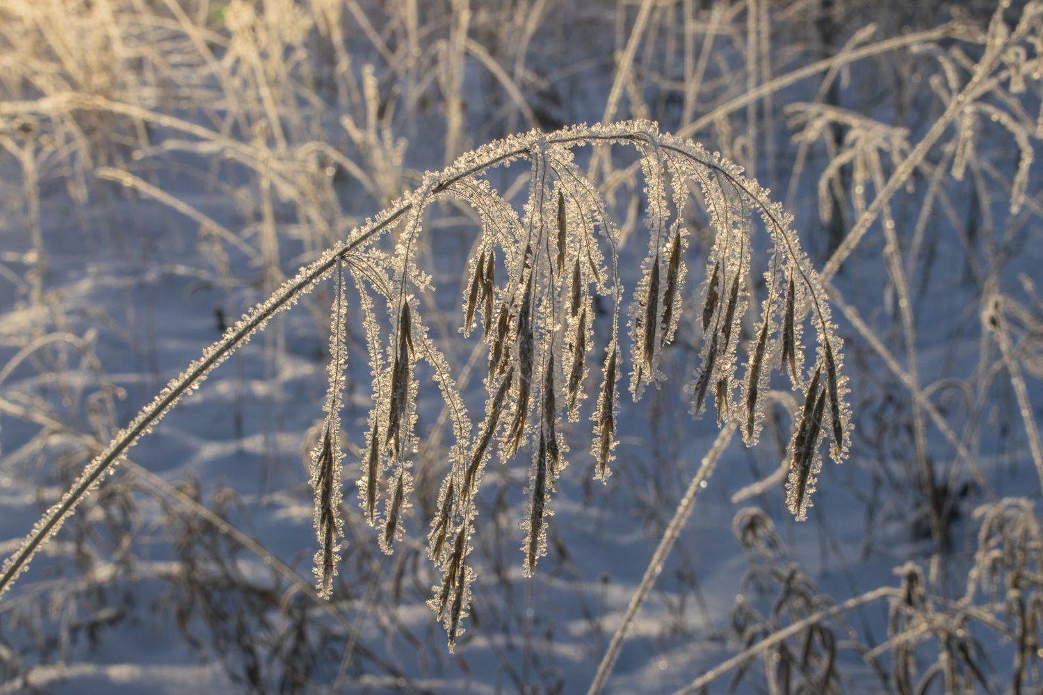 , Галина Луценко