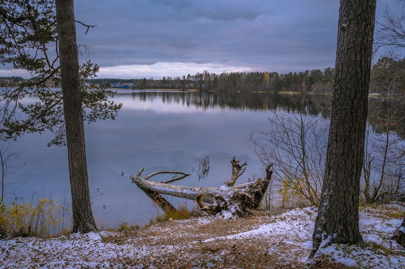 озеро снетковское. приозерский район. Сосна, упавшая в озеро. фото превью