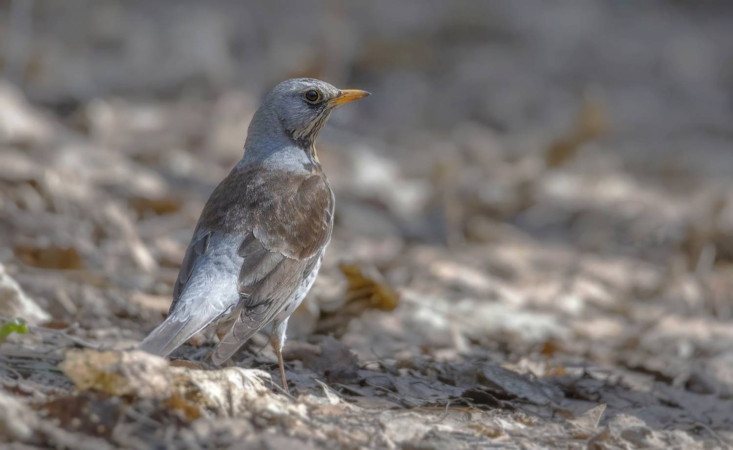 птица. дрозд, Сергей Аникин