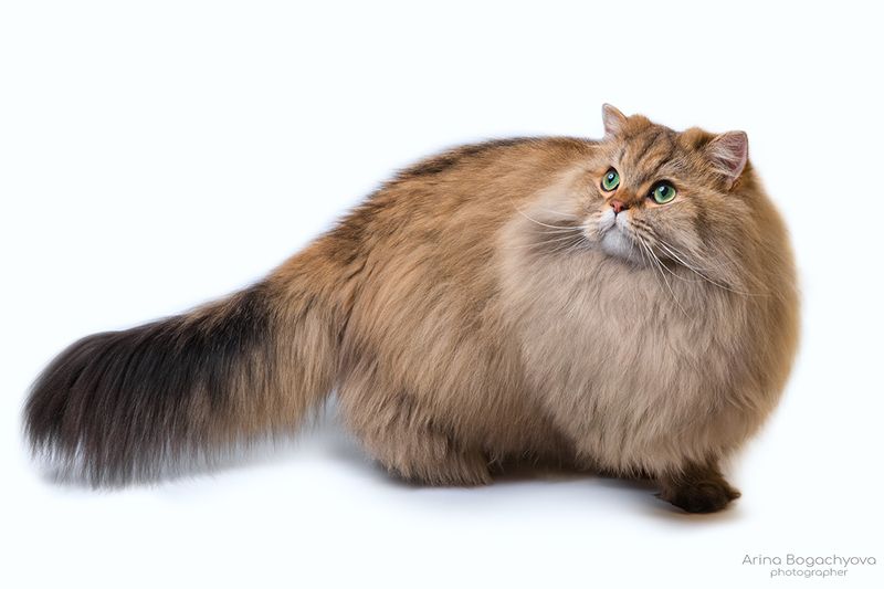 *** фото превью