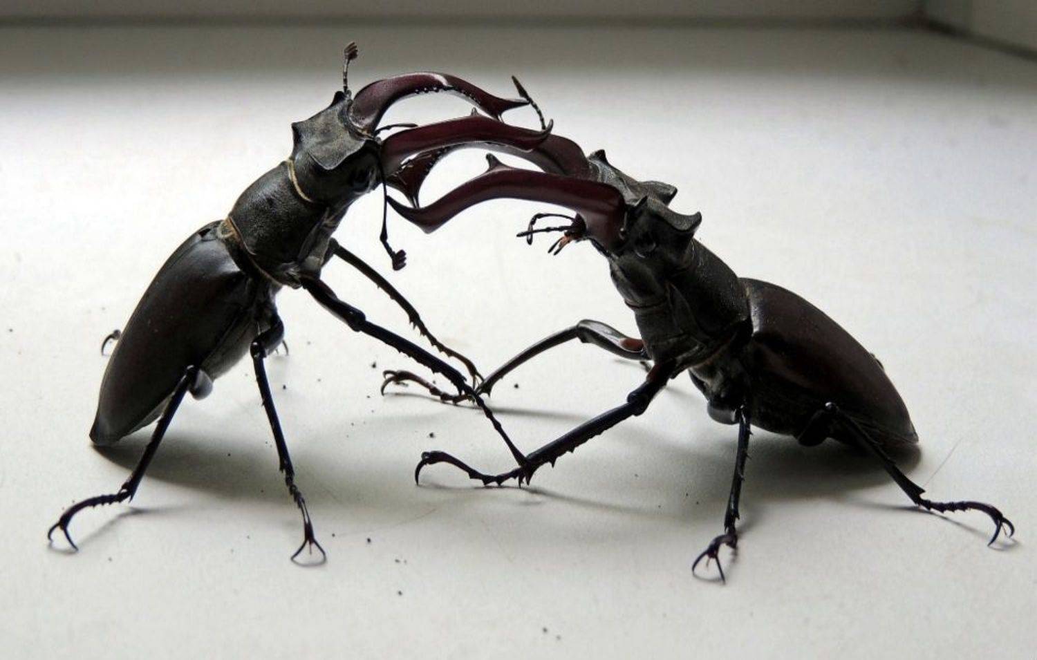 , Роман Савоцкий