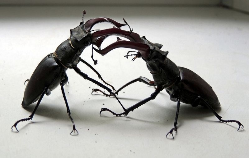 Поединок фото превью