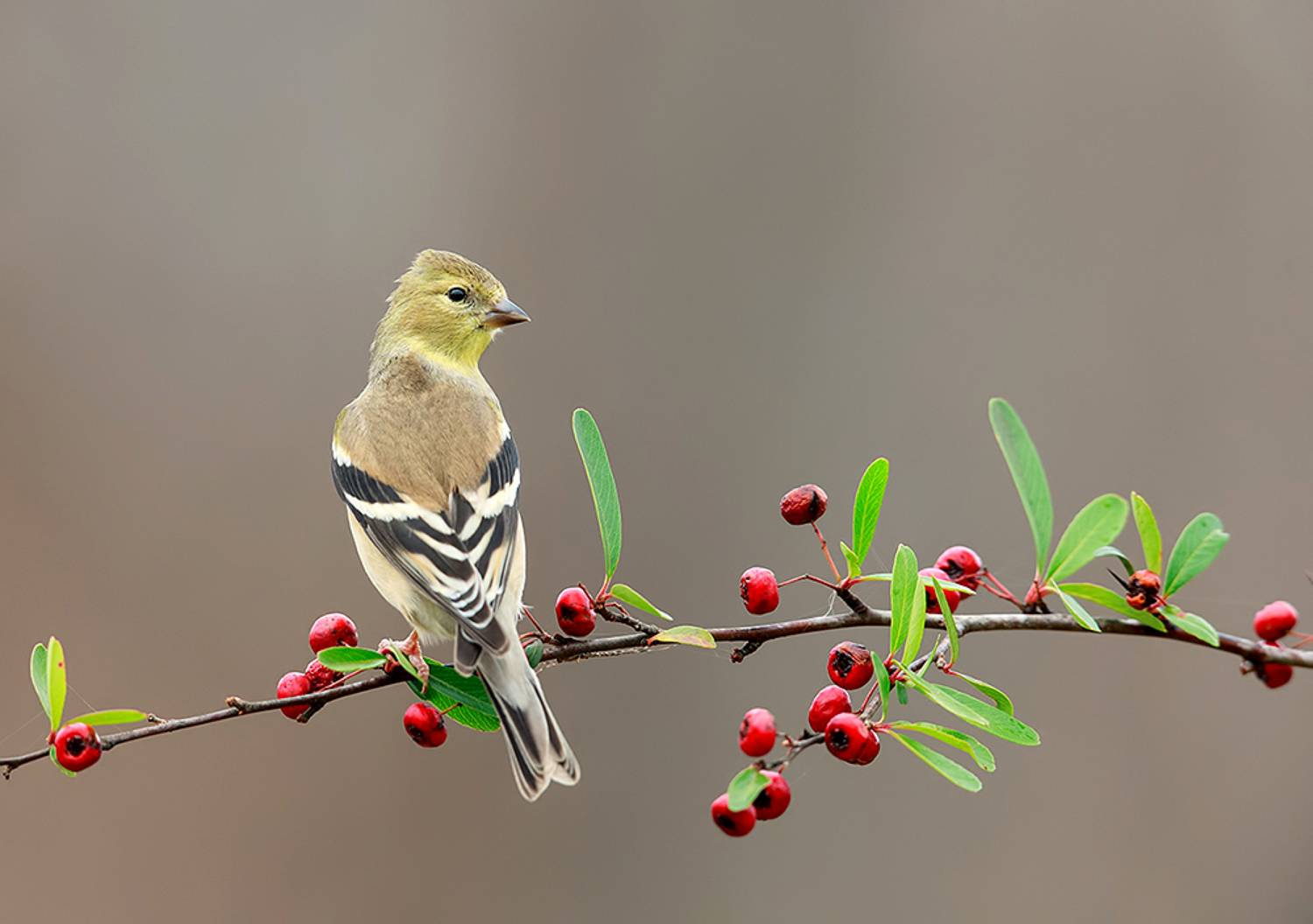 american goldfinch, американский чиж, чиж, winter birds, зимнии птицы, Etkind Elizabeth