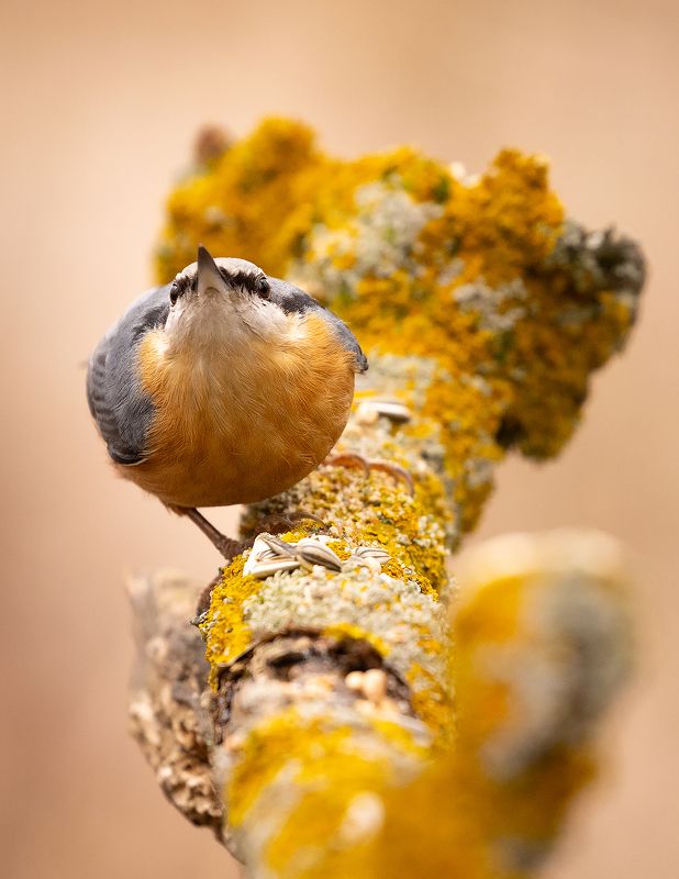 Nuthatch фото превью