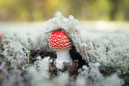 Под мягким одеялом ягеля