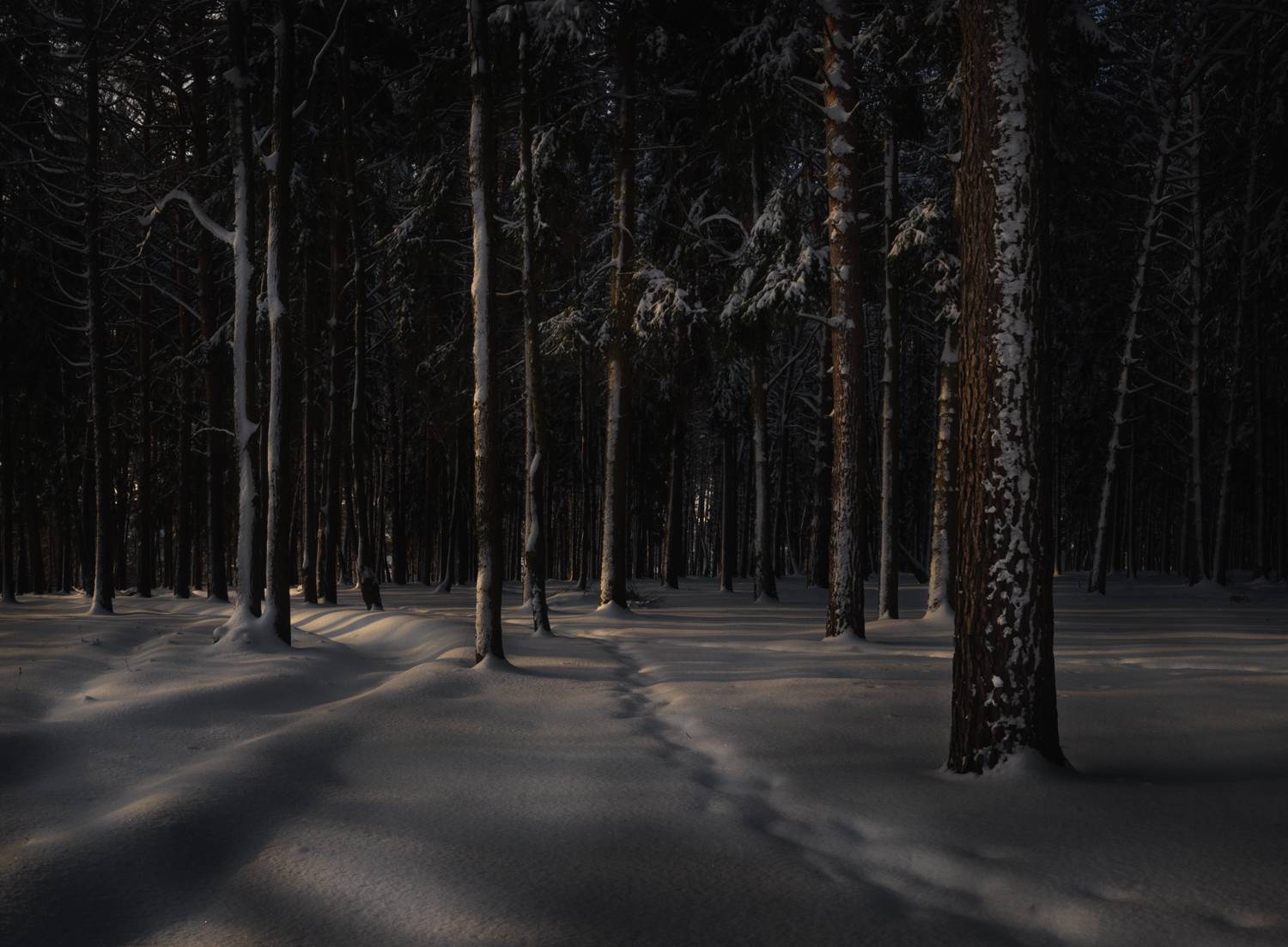 лес, свет, утро, природа, Баранов Олег