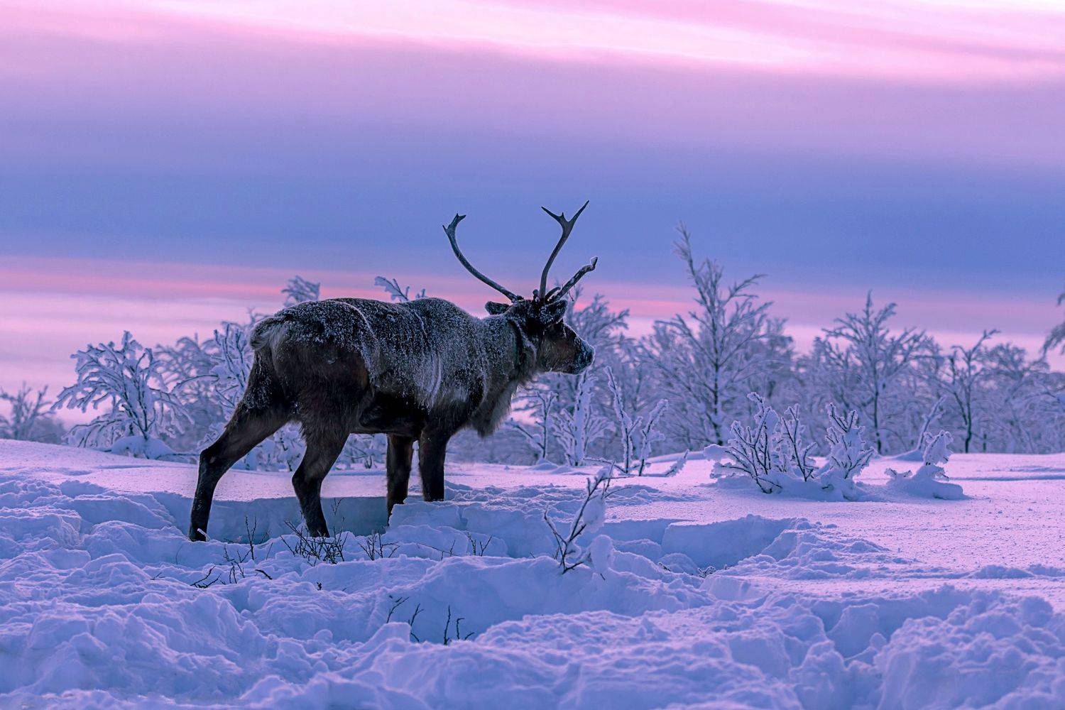 , Ермохина Наталья