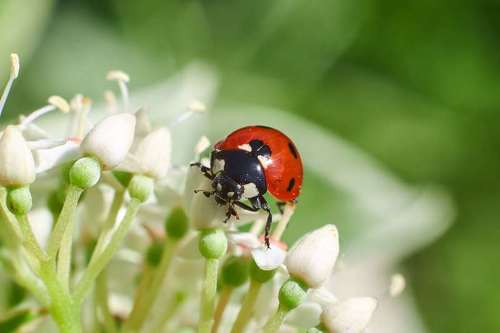 Coccinella septempunctata