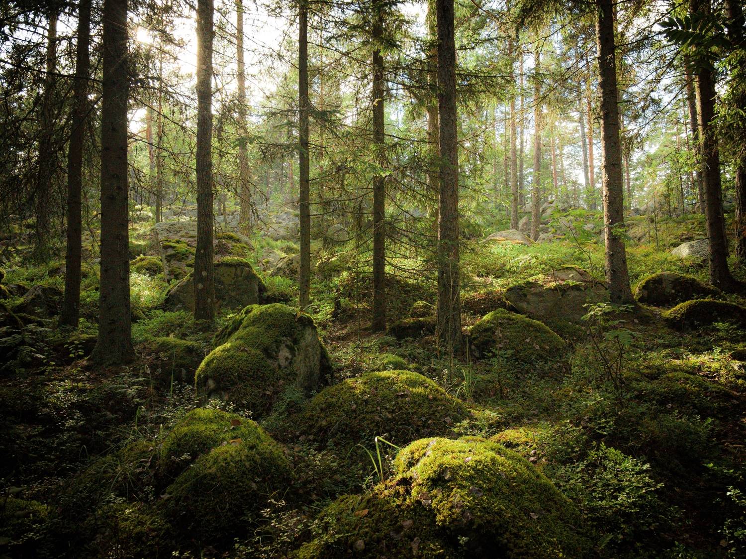 , Хомастя Настя