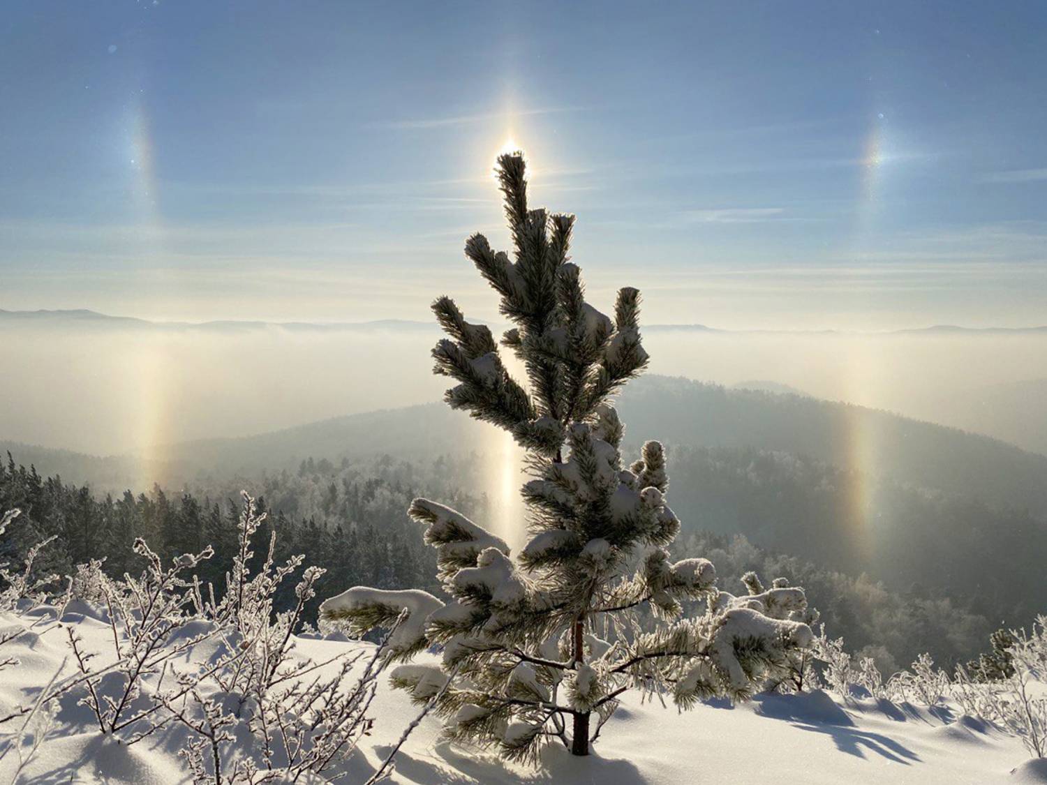 , Тришин Виктор