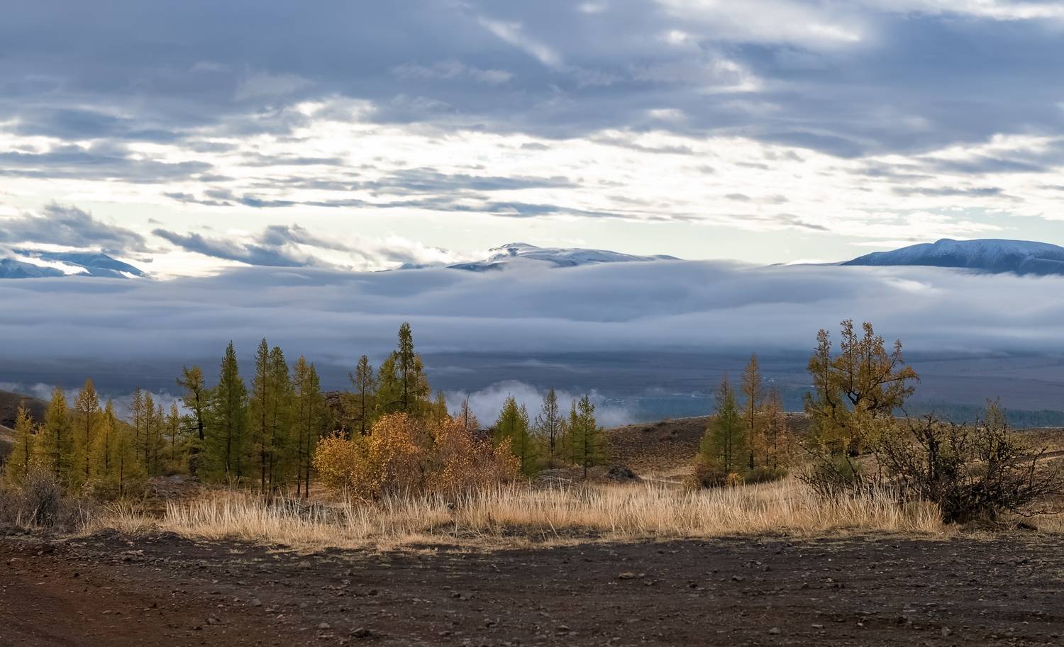 алтай, курай, туман, рассвет, утро, осень., Фомина Марина