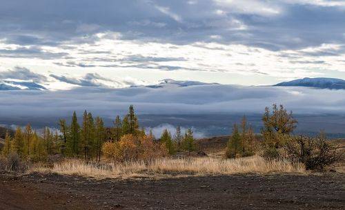 Курай в тумане