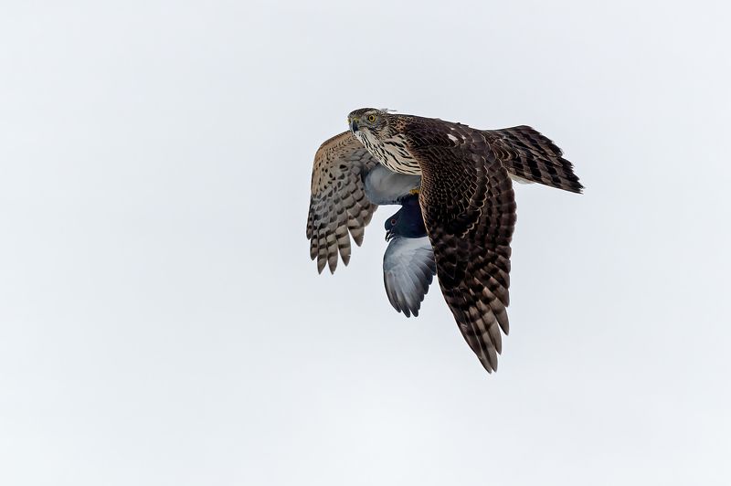 Удачная охота. фото превью