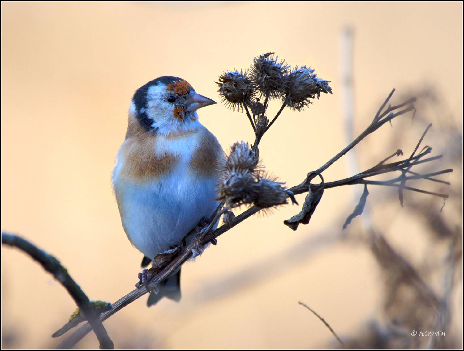 птица,щегол,первый,мороз, Александр Чувилин