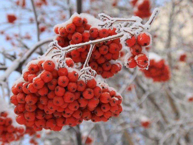 Грозди рябины фото превью