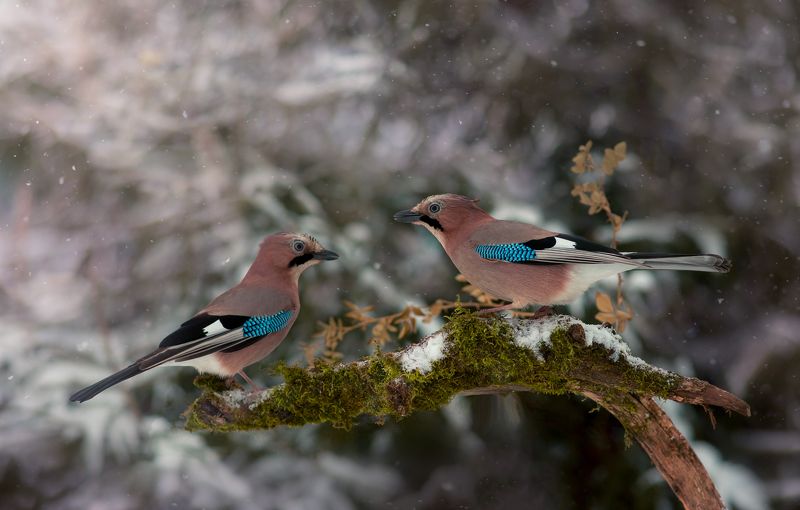 birds, jay, wildlife, птицы, сойка, зима Кумушки фото превью