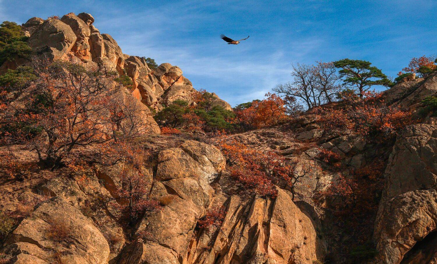 горы,осень,гриф,пейзаж,северный кавказ,дагестан,, Magov Marat