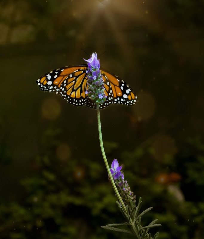 #butterfly Butterfly  фото превью