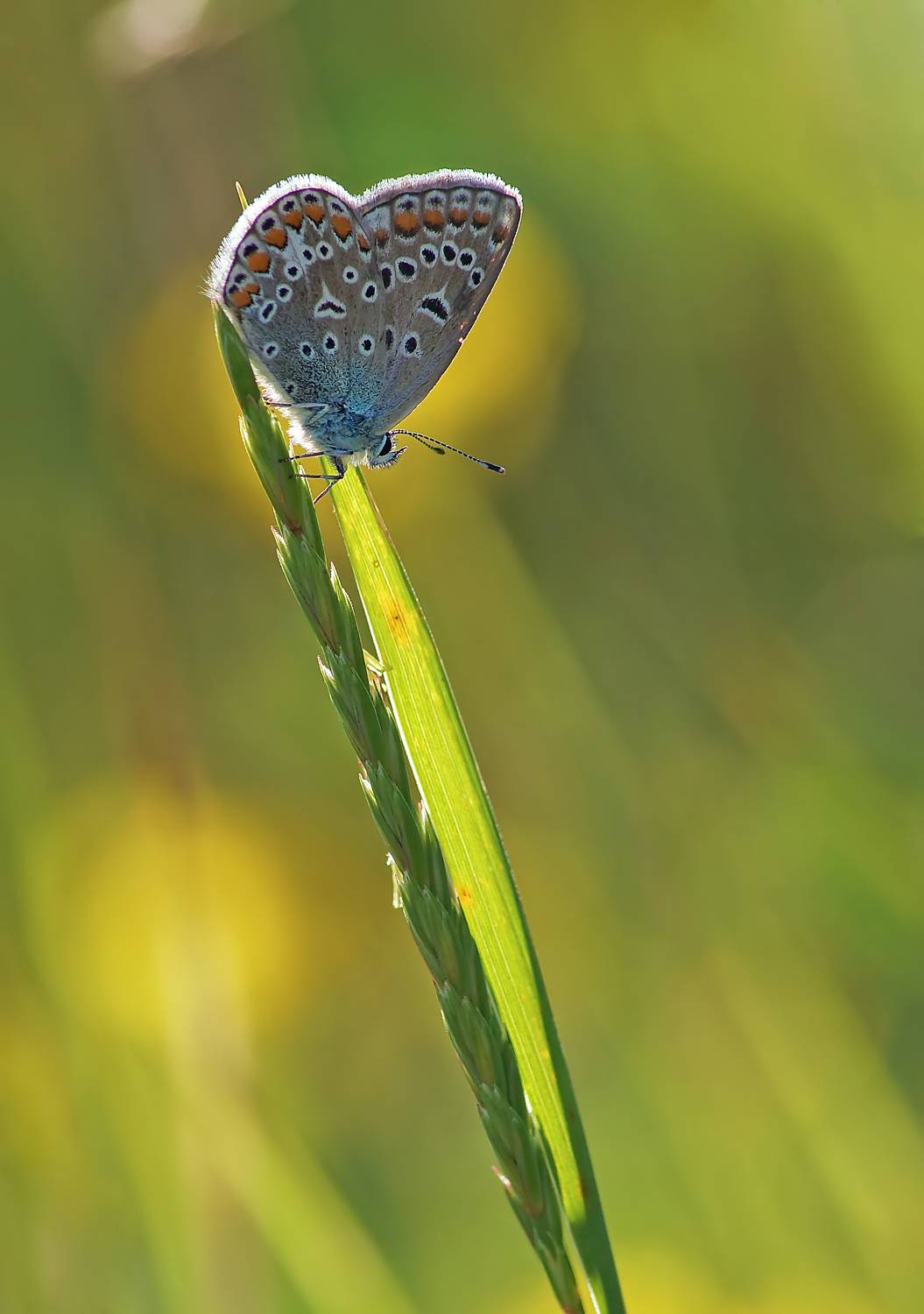 Бабочка, Чепленко Алексей