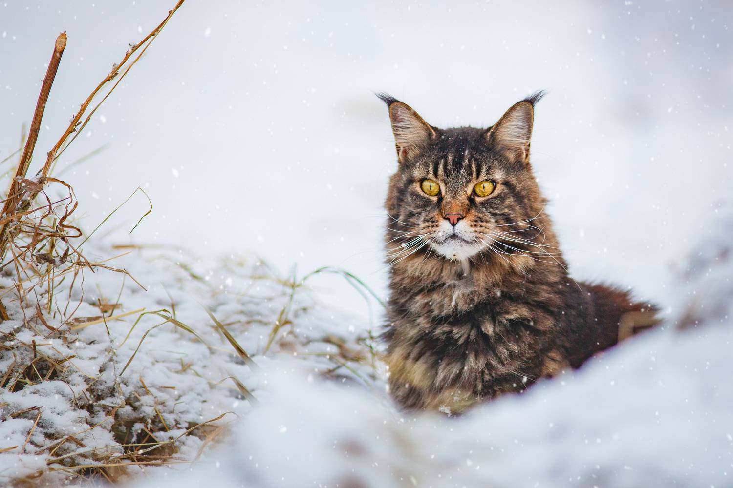 , Матвеева Наталия