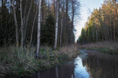 В весеннем лесу