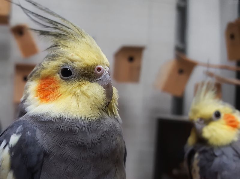 *** фото превью