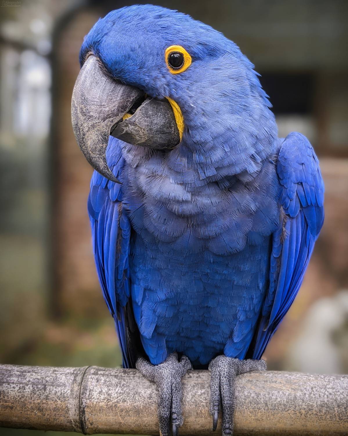 животные, портрет животного, птицы, попугаи, ара, мобильная фотография, animals, animal portrait, mobile photography, birds, parrot, macaw, Дудников Александр