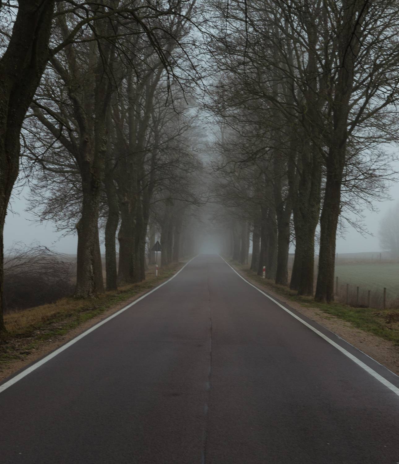 польша, туман, утро, poland, fog, morning, деревья, дорога, road, trees, Alexey S