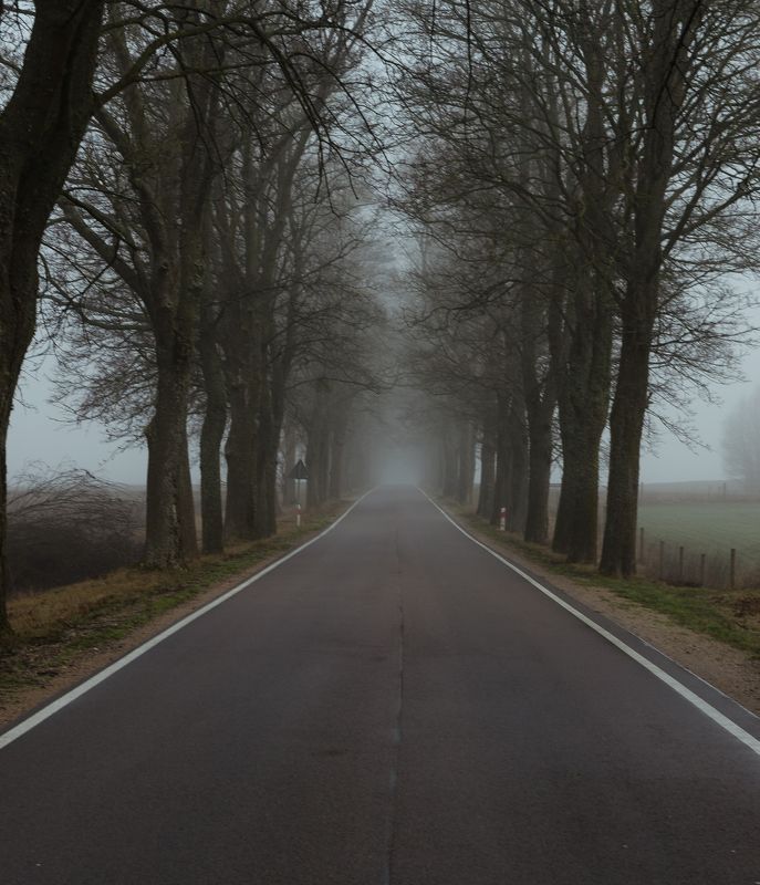 польша, туман, утро, poland, fog, morning, деревья, дорога, road, trees Туманное утро в Польше фото превью