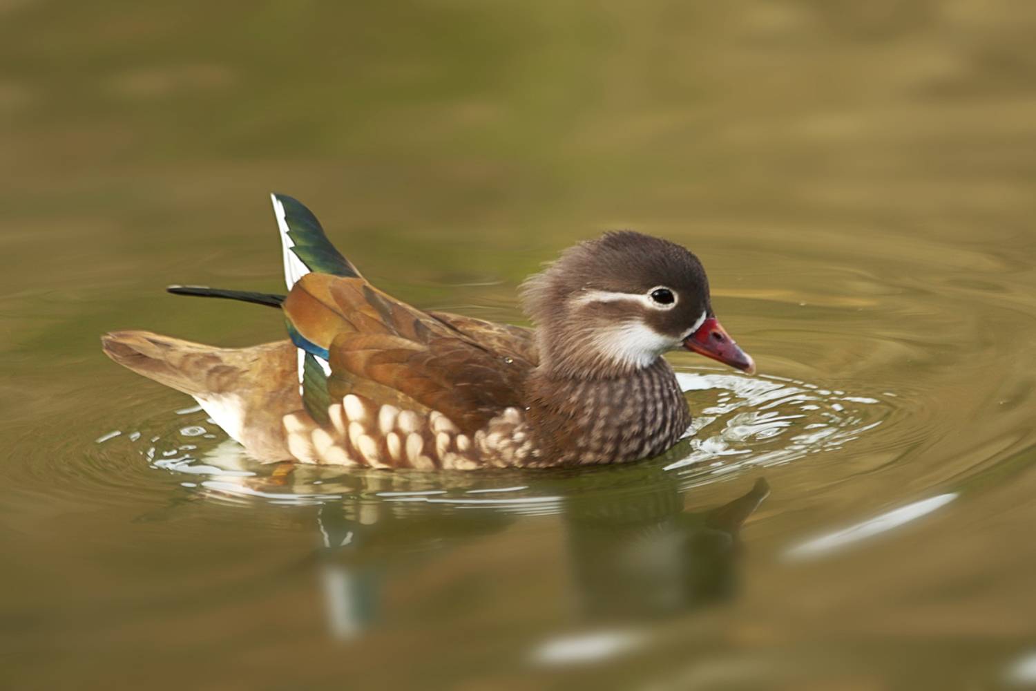 , Славов Георги