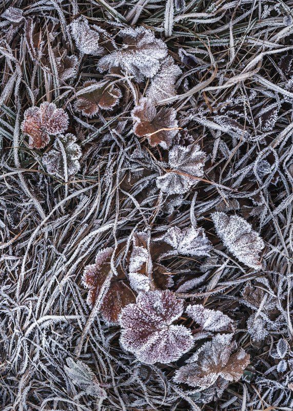 Волшебство морозной кисти…  The magic of the frosty brush... фото превью