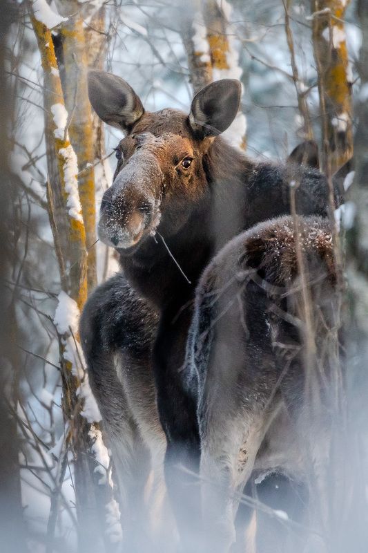Лоси морозным утром фото превью