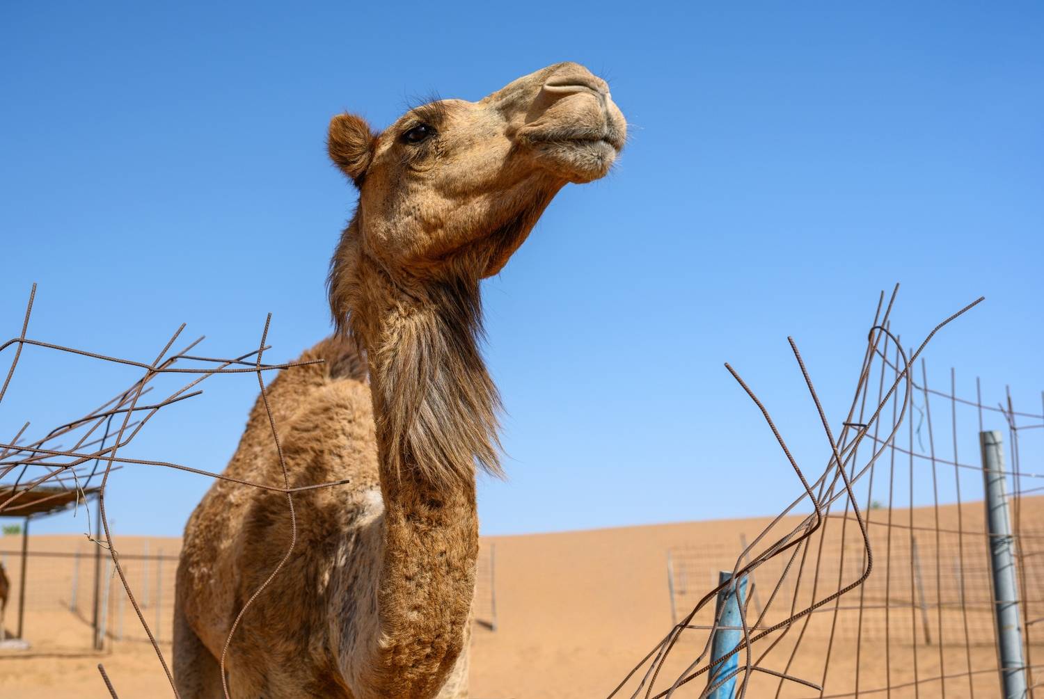 , Никитин Николай