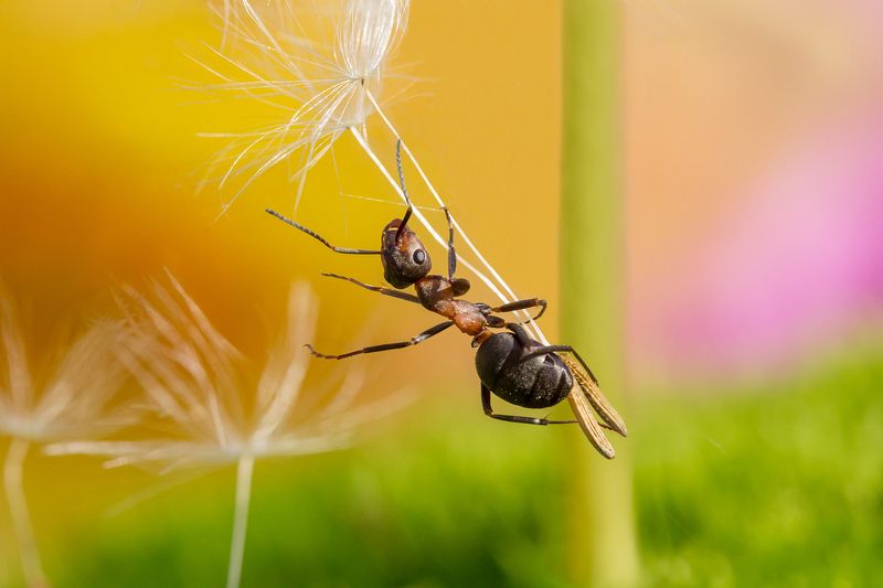Я лечууууу! фото превью