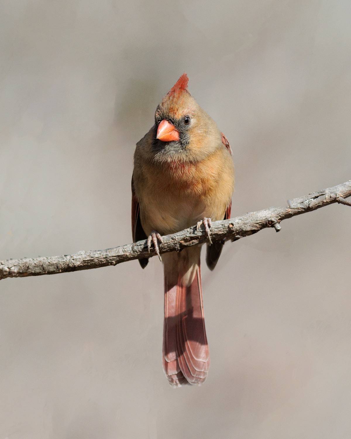 , Леонид Дьяченко
