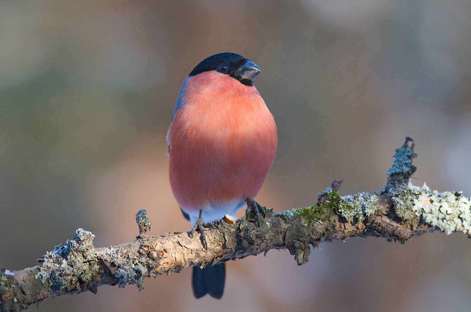 снегирь,самец,бор,декабрь, Иван
