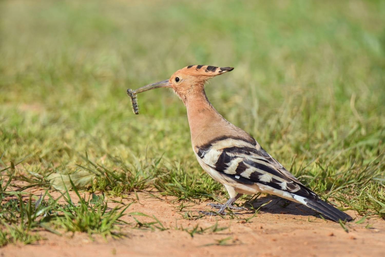 , Людмила Бекман