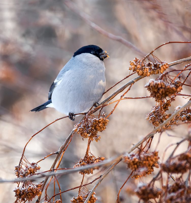 птица, снегирь, самец, Снегирь. фото превью