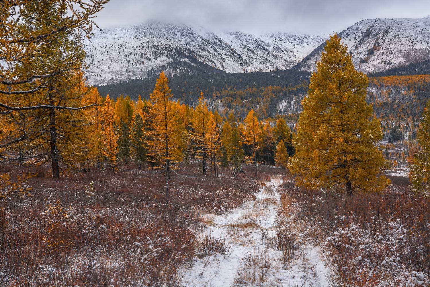 россия, горный алтай,осень, Андрей Поляков